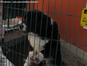 Skorpion nel lavoro di guardia a 8 mesi